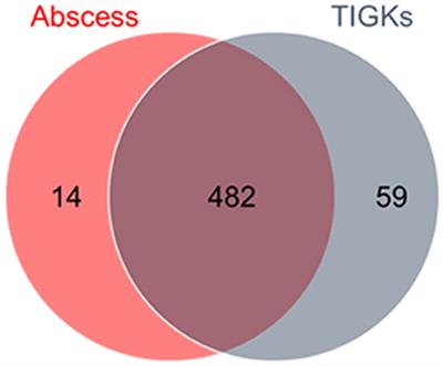 Genes Contributing to Porphyromonas gingivalis Fitness in Abscess and Epithelial Cell Colonization Environments